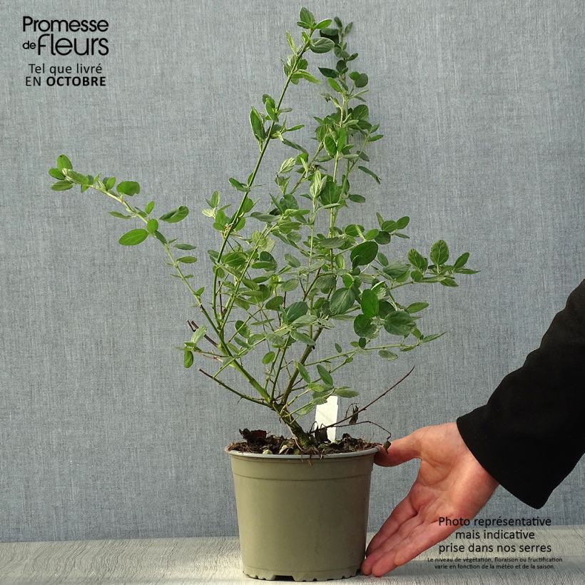 Ejemplar de Ceanoto Yankee Point Maceta 2L/3L entregado en otoño