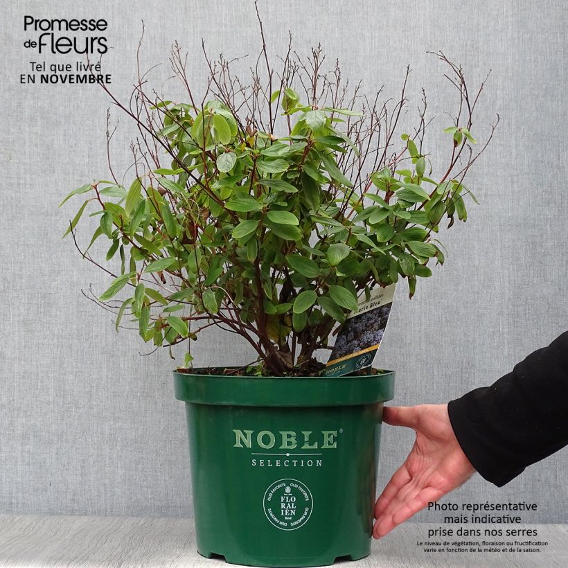 Ejemplar de Ceanoto pallidus Marie Blue Maceta 7,5L/10L entregado en otoño