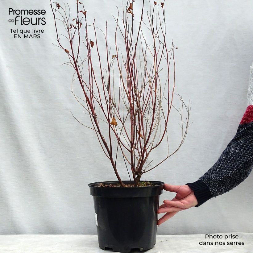 Ceanoto pallidus Marie Simon Maceta 7,5L/10LAltura de entrega aprox. 60/80cm Ejemplar entregado en la primavera