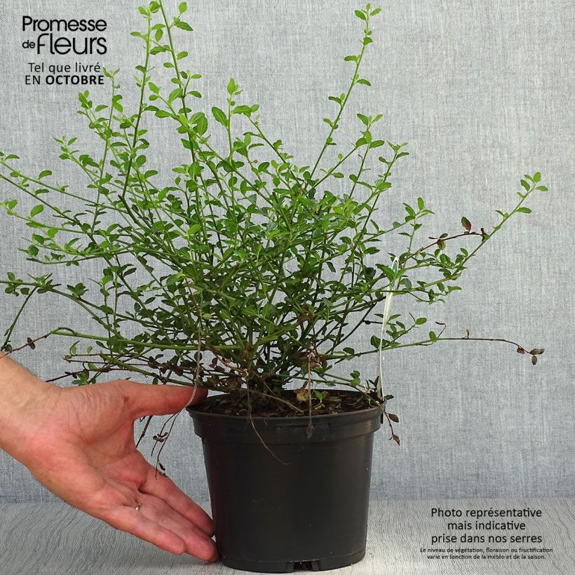Ejemplar de Ceanoto thyrsiflorus Millerton Point Maceta 2L/3L entregado en otoño