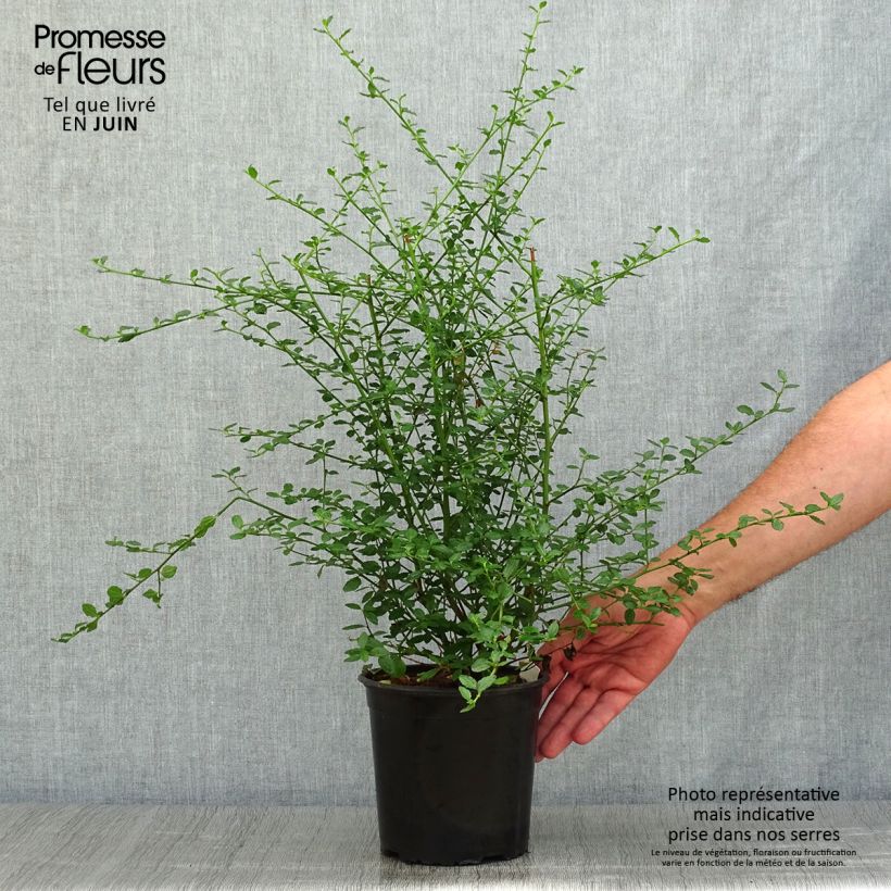 Ejemplar de Ceanoto thyrsiflorus Millerton Point Maceta 2L/3LAltura de entrega aprox. 20cm entregado en verano