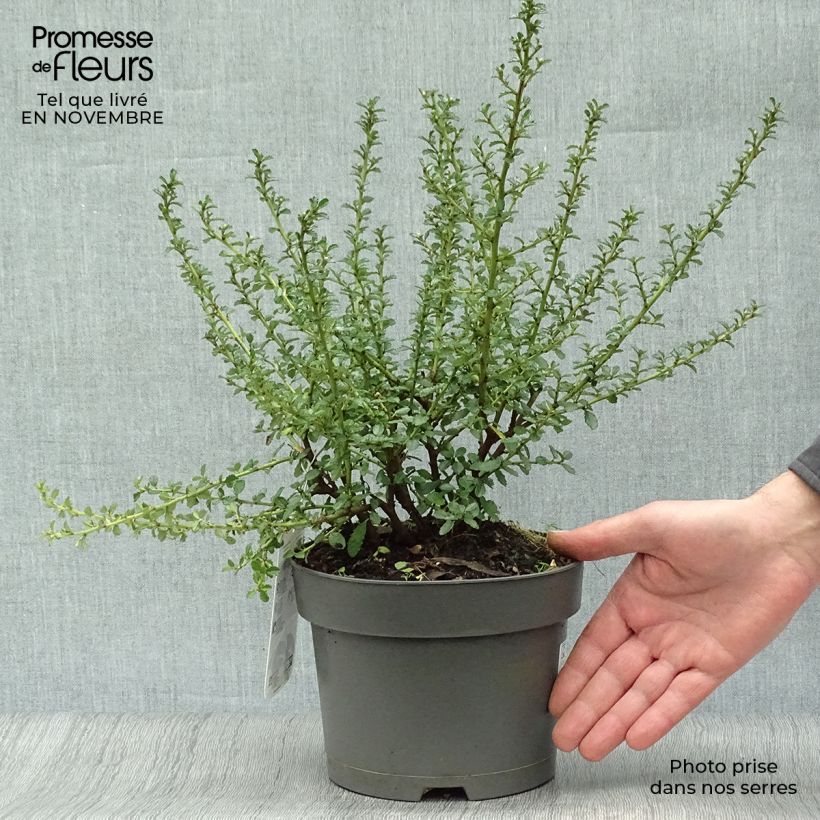 Ejemplar de Ceanoto Blue Mound Maceta 2L/3L entregado en otoño