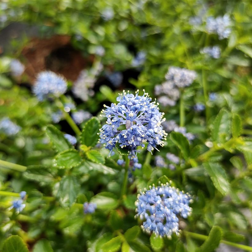 Ceanoto Blue Mound (Floración)