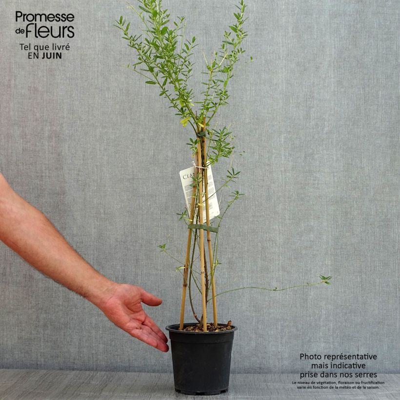 Ejemplar de Ceanothus arboreus Concha - Ceanoto arbóreo Maceta 2L/3L entregado en verano