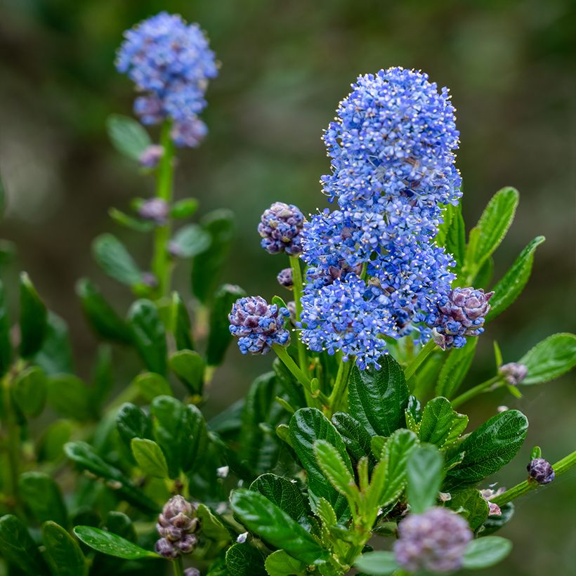Ceanothus arboreus Concha - Ceanoto arbóreo (Floración)
