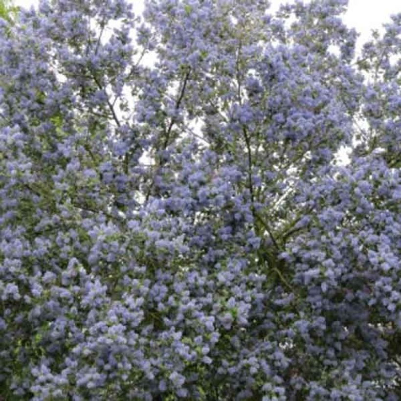 Ceanoto arboreus Trewithen Blue - Ceanoto arbóreo (Porte)