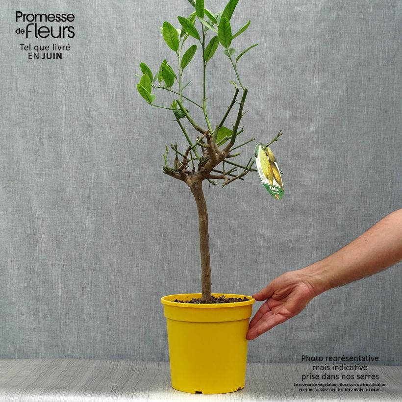 Ejemplar de Cidro - Citrus medica Maceta 3L/4L, 1/4 talloAltura de entrega aprox. 40/50cm entregado en verano