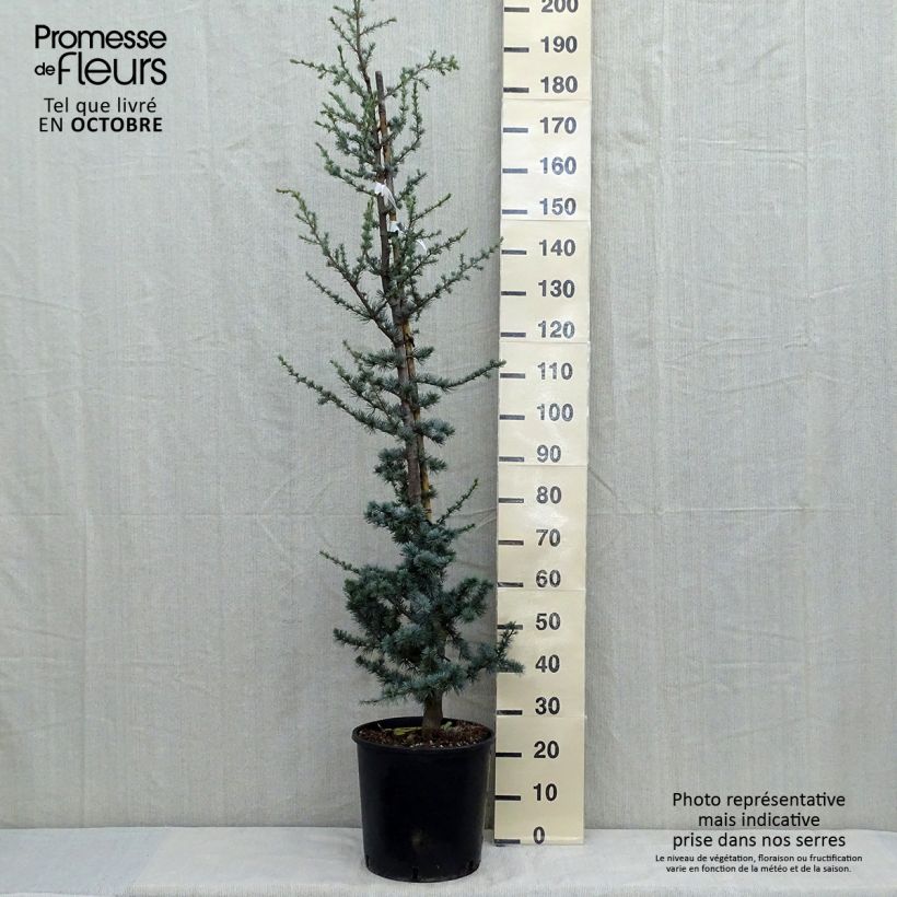 Ejemplar de Cedro de Líbano - Cedrus libani subsp. atlantica Glauca Maceta 7,5L/10L entregado en otoño