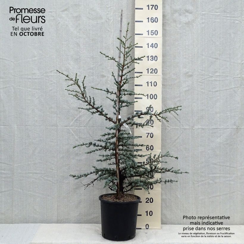 Ejemplar de Cedro de Líbano - Cedrus libani subsp. atlantica Horstmanns Silberspitz Maceta 12L/15L entregado en otoño