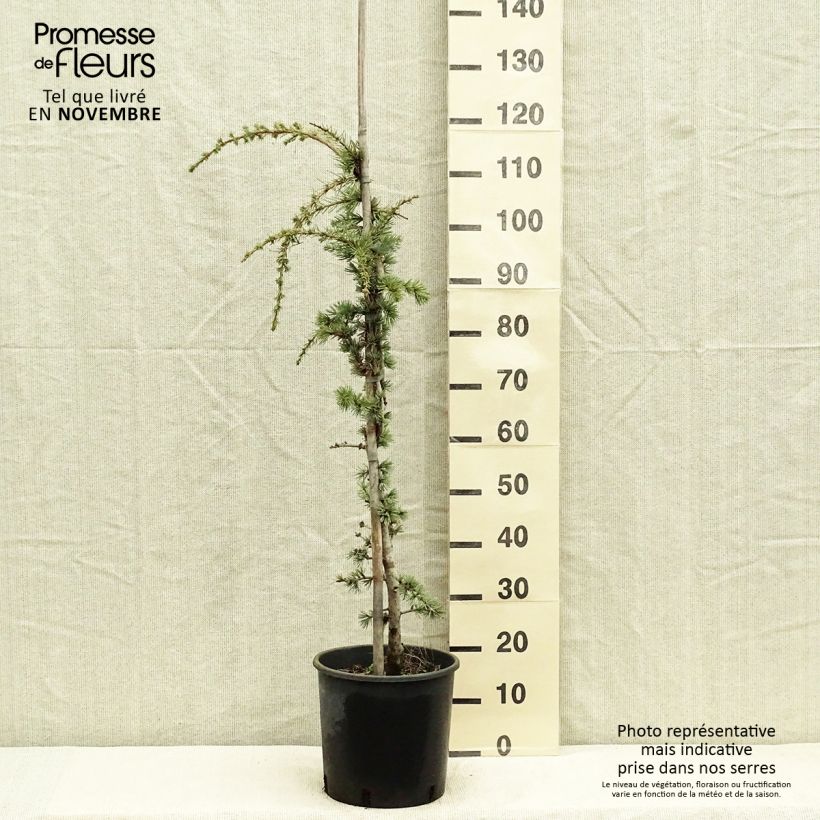Ejemplar de Cedro de Líbano - Cedrus libani Atlantica Pendula Maceta 7,5L/10L entregado en otoño