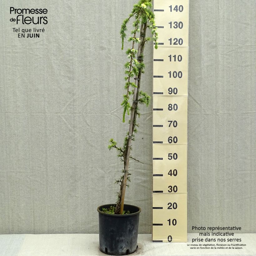 Cedro de Líbano - Cedrus libani Atlantica Pendula Maceta 7,5L/10L Ejemplar entregado en la primavera
