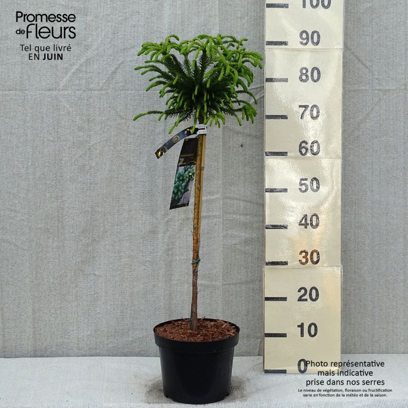 Sugi Dinger - Cryptomeria japonica Maceta 4L/5LAltura de entrega aprox. 70/80cm Ejemplar entregado en la primavera