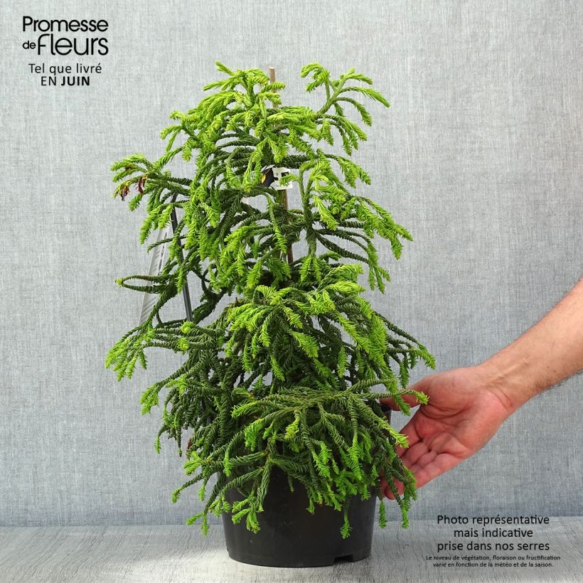 Sugi Spiralis - Cryptomeria japonica Maceta 4L/5LAltura de entrega aprox. 30/40cm Ejemplar entregado en la primavera