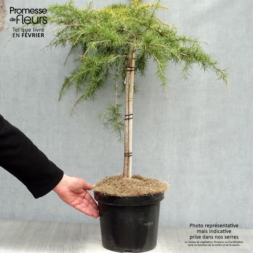 Cedro del Himalaya - Cedrus deodara Golden Horizon Maceta 7,5L/10LAltura de entrega aprox. 50+cm Ejemplar entregado en invierno
