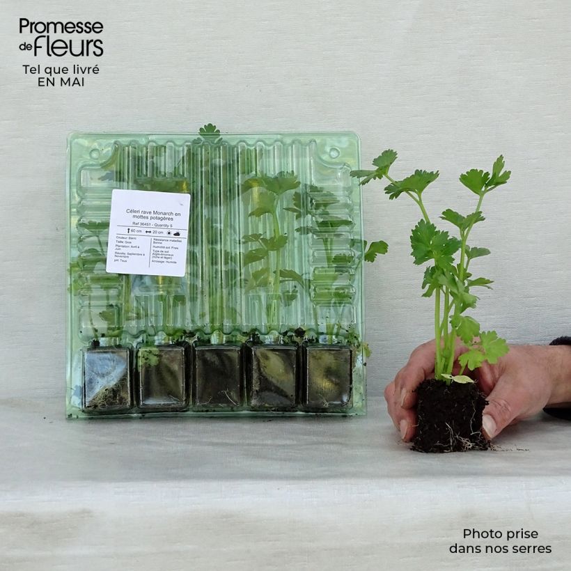 Apio nabo rapaceum Monarch (plantas) minicepellón: Ø 3/4 cm Ejemplar entregado en la primavera