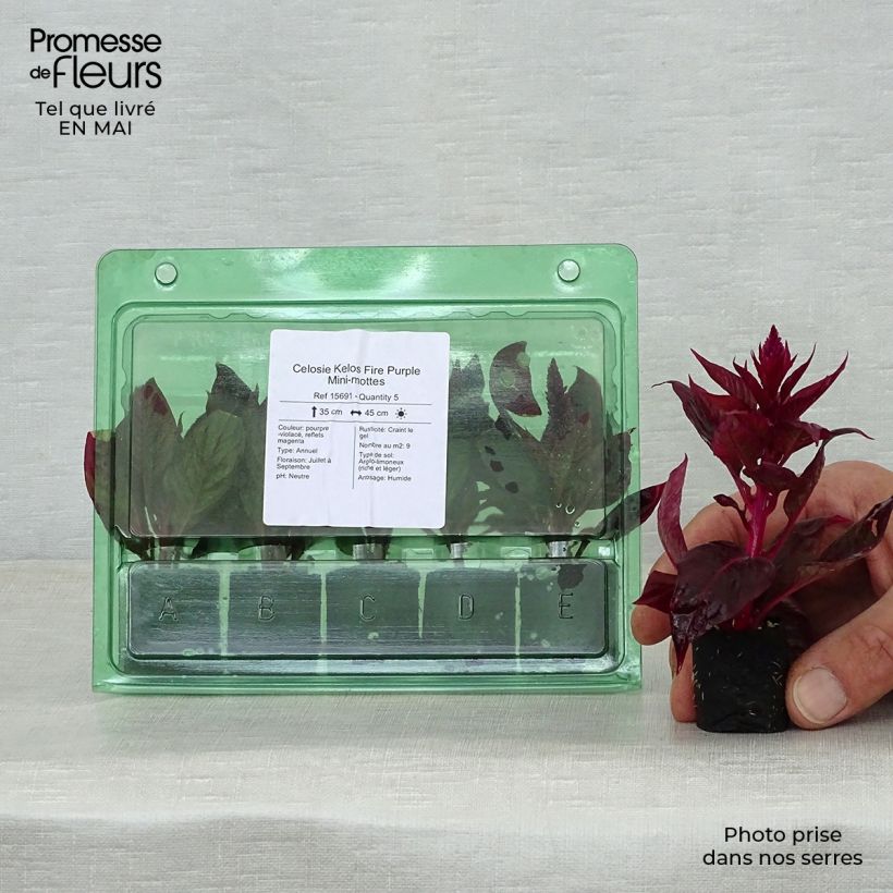 Celosia spicata Kelos Fire Purple minicepellón: Ø 3/4 cm Ejemplar entregado en la primavera
