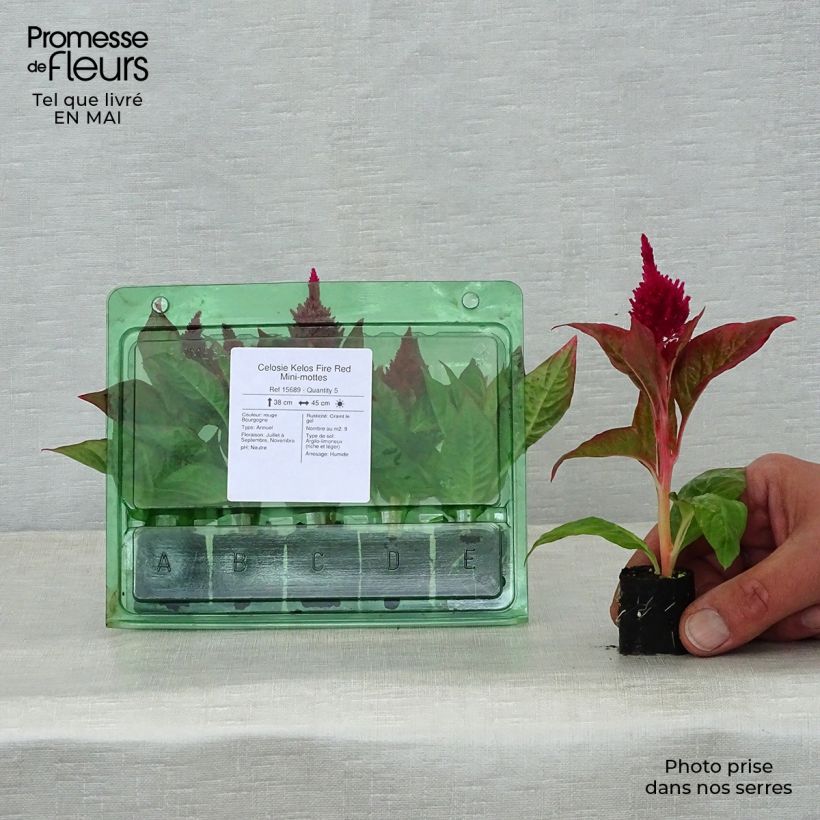 Celosia spicata Kelos Fire Red minicepellón: Ø 3/4 cm Ejemplar entregado en la primavera