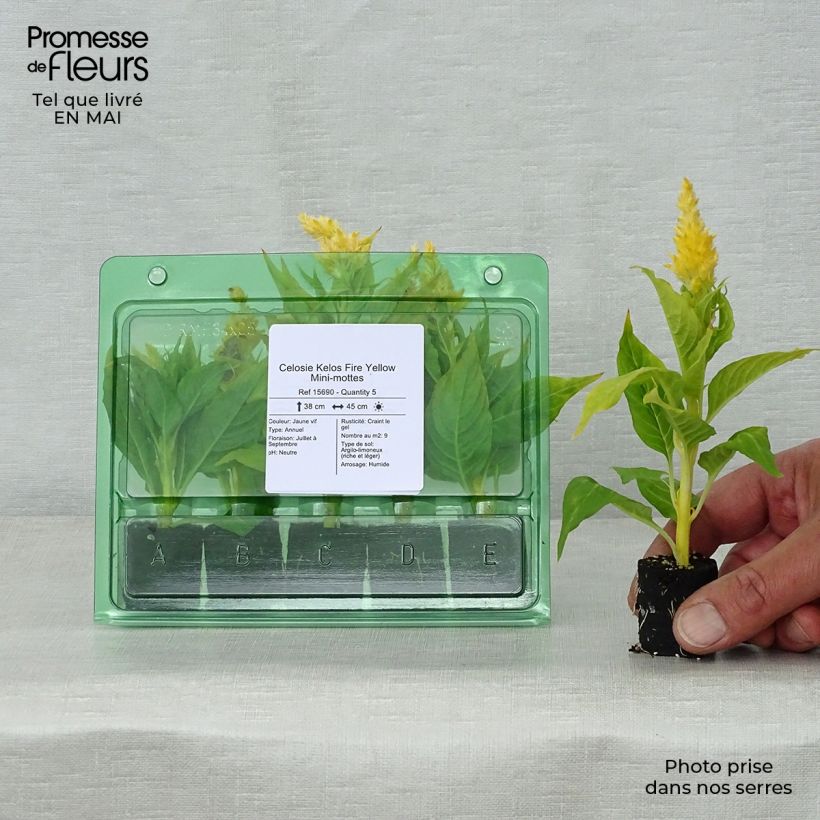 Celosia spicata Kelos Fire Yellow minicepellón: Ø 3/4 cm Ejemplar entregado en la primavera
