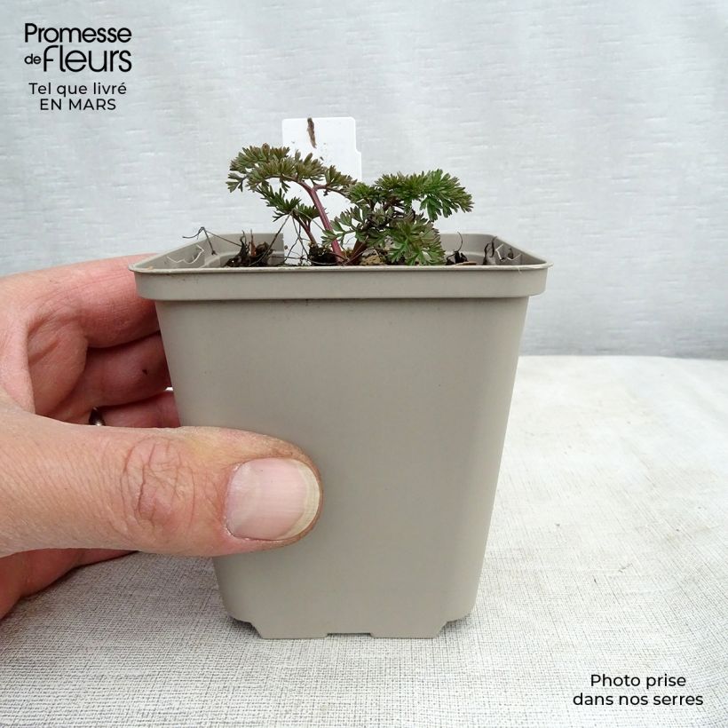 Perejil báltico - Cenolophium denudatum Maceta de 8/9 cm Ejemplar entregado en la primavera