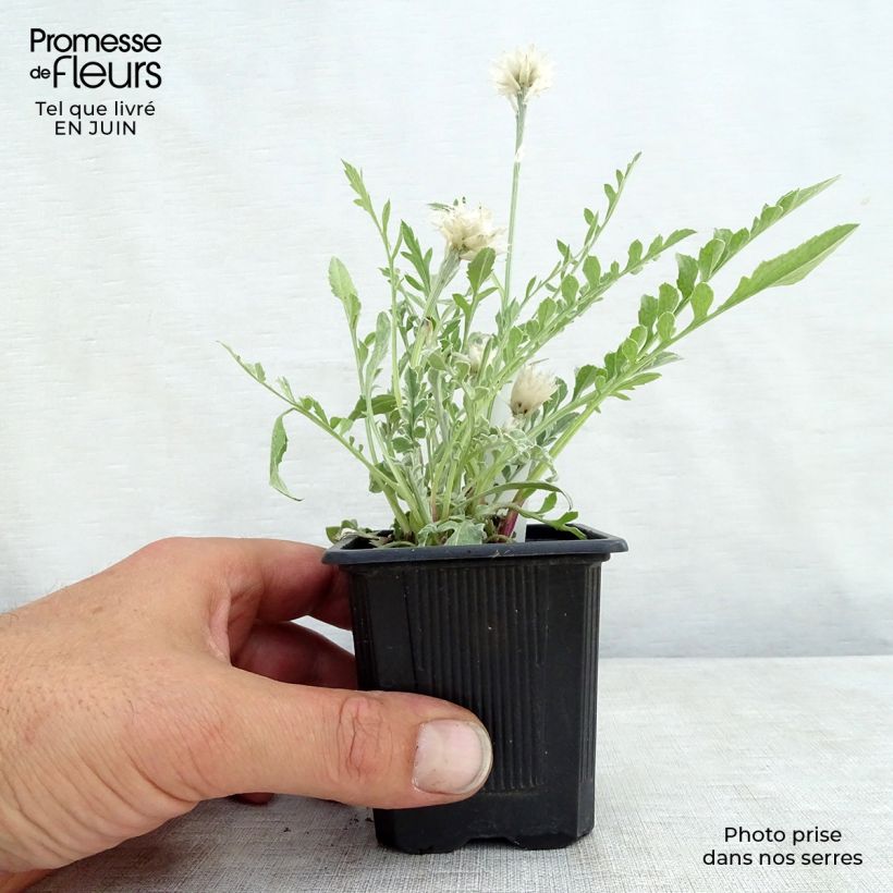 Ejemplar de Centaurea pulcherrima Maceta de 8/9 cm entregado en verano