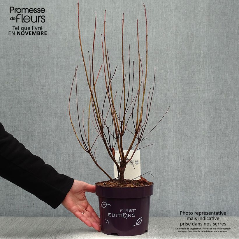 Ejemplar de Cephalanthus occidentalis Fiber Optics - Aroma de laguna Maceta 3L/4L entregado en otoño