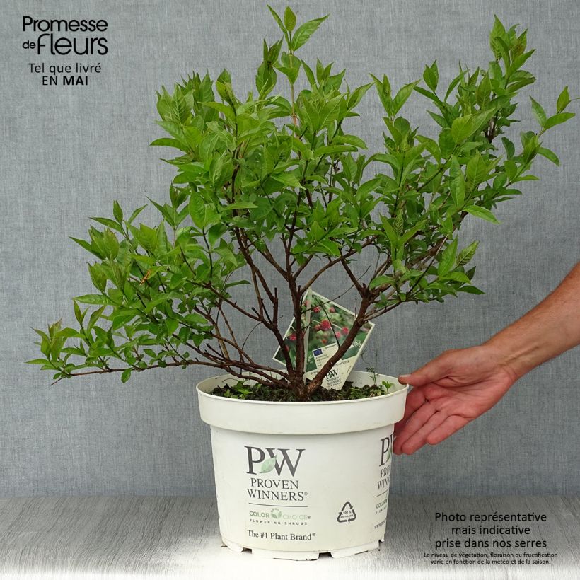 Cephalanthus occidentalis Sugar Shack - Aroma de laguna Maceta 7,5L/10L Ejemplar entregado en la primavera
