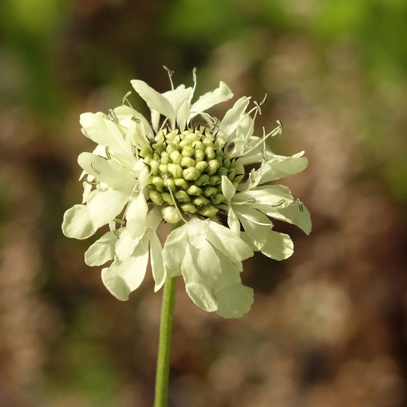 Cephalaria gigantea - Escabiosa gigante (Floración)