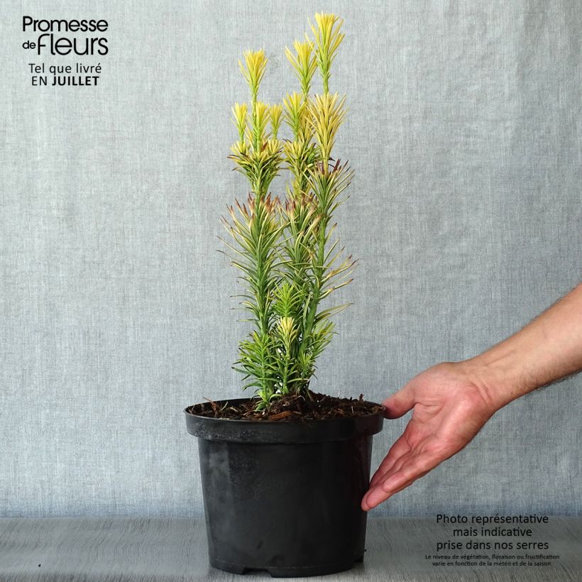 Ejemplar de Cephalotaxus harringtonia Korean Gold - Cefalotejo Maceta 2L/3LAltura de entrega aprox. 20/25cm entregado en verano