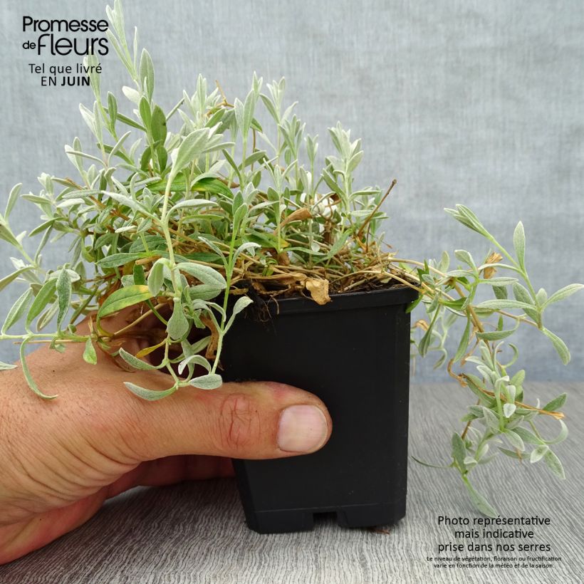 Ejemplar de Cerastium biebersteinii - Cerastio Maceta de 8/9 cm entregado en verano