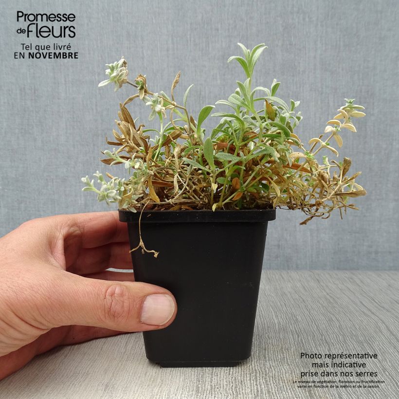 Ejemplar de Cerastium tomentosum Yo Yo - Canastilla de plata Maceta de 8/9 cm entregado en otoño