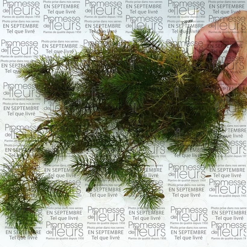 Ejemplo de ejemplar de Ceratophyllum demersum - Ceratófila Caja tal y como se entrega