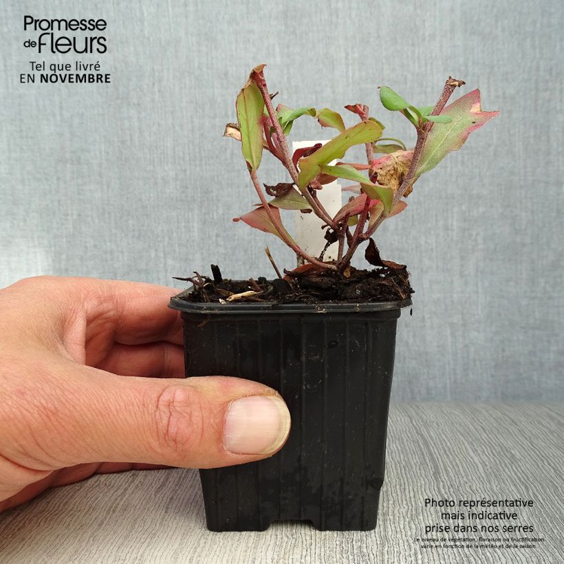 Ejemplar de Ceratostigma plumbaginoides - Falso plumbago Maceta de 8/9 cm entregado en otoño