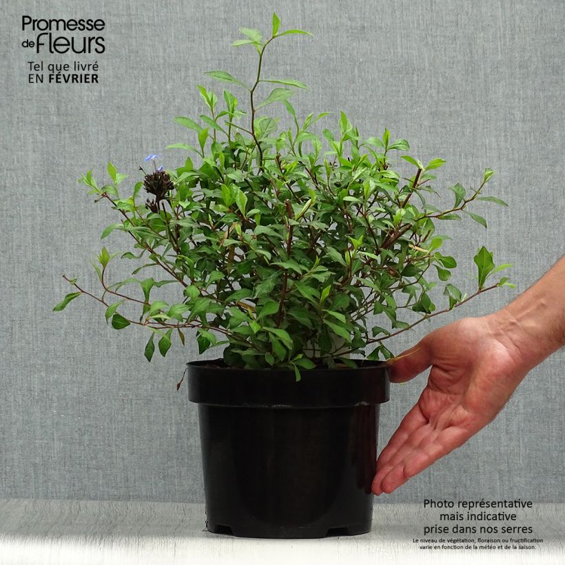 Ejemplar de Ceratostigma willmottianum - Plumbago chino Maceta 2L/3L entregado en otoño