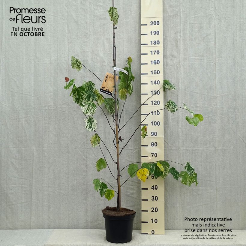 Ejemplar de Redbud del este Alley Cat - Cercis canadensis Maceta 6L/7L entregado en otoño