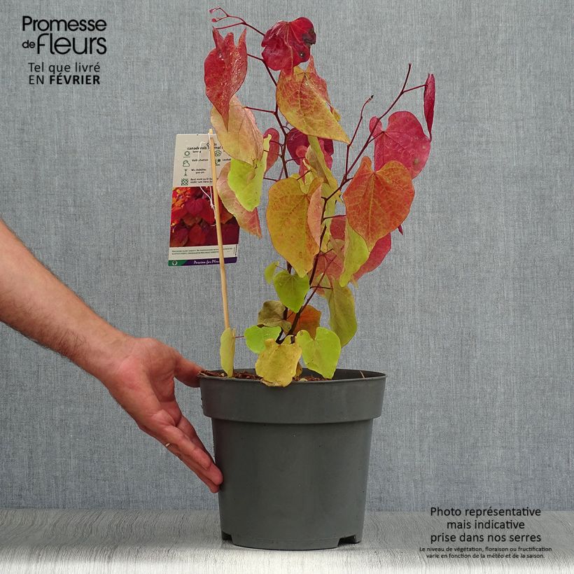 Ejemplar de Redbud del este Eternal Flame - Cercis canadensis Maceta 4L/5LAltura de entrega aprox. 40/50cm entregado en otoño