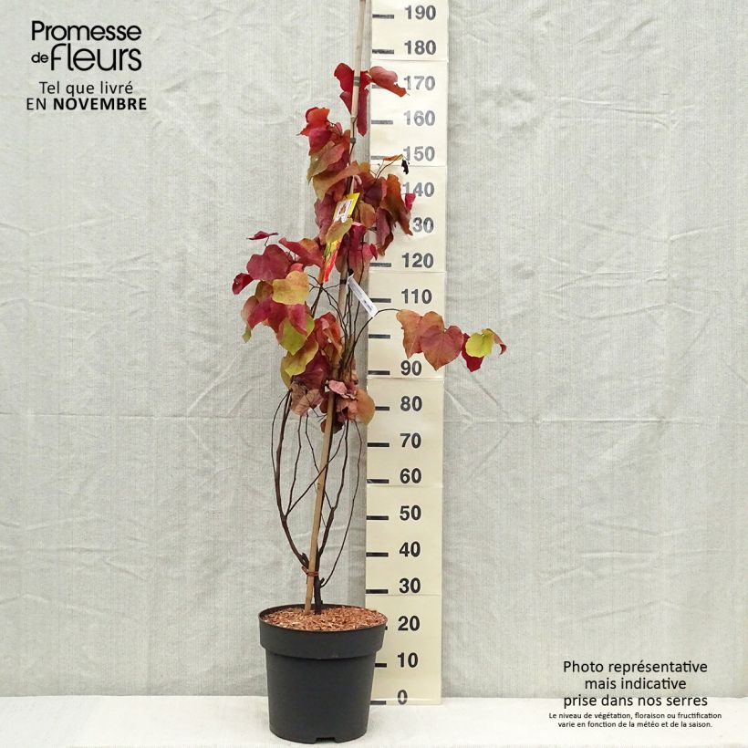 Ejemplar de Redbud del este Eternal Flame - Cercis canadensis Maceta 12L/15L entregado en otoño