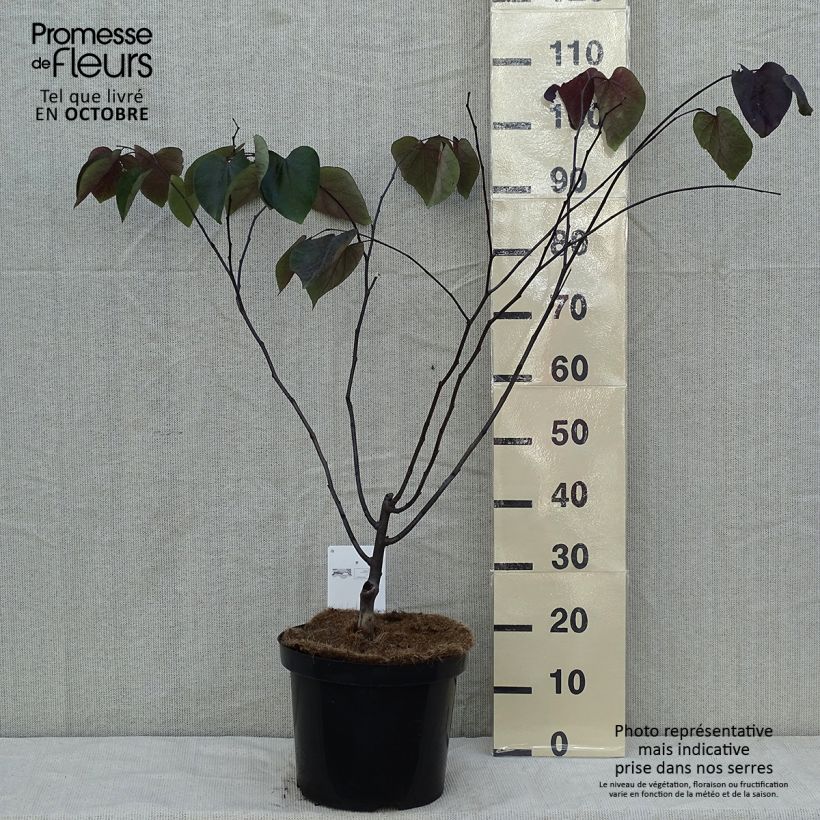 Ejemplar de Redbud del este Forest Pansy - Cercis canadensis Maceta 7,5L/10L entregado en otoño