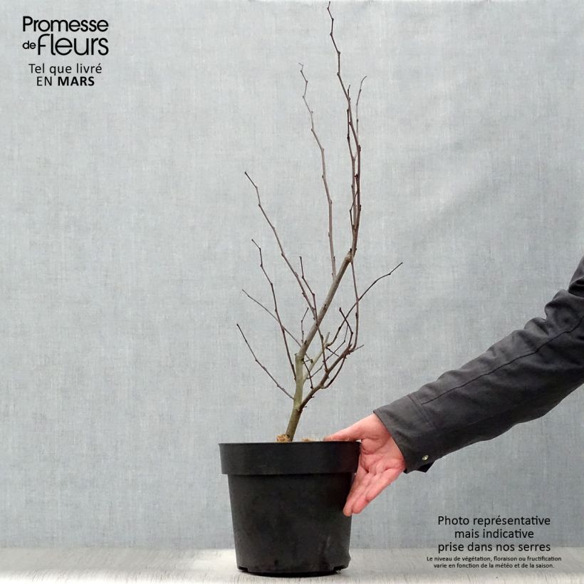 Redbud del este Merlot - Cercis canadensis Maceta 6L/7LAltura de entrega aprox. 60/80cm Ejemplar entregado en la primavera