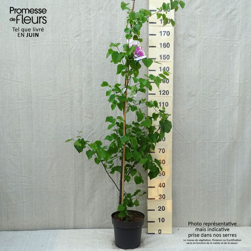 Ejemplar de Redbud del este Pink Pom Pom's - Cercis canadensis Maceta 7,5L/10L entregado en verano