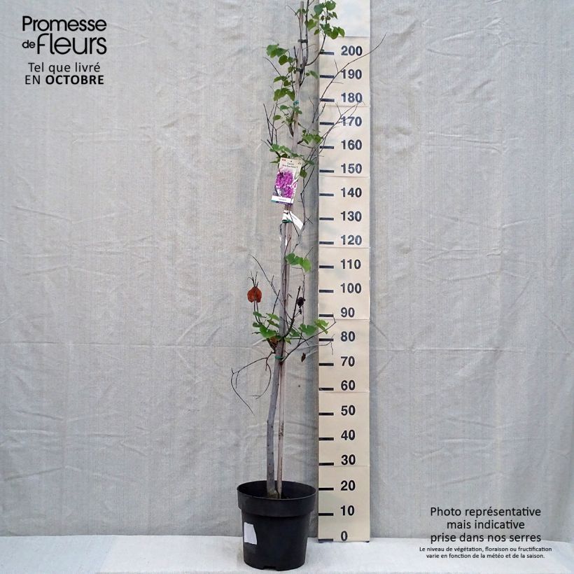 Ejemplar de Redbud del este Pink Pom Pom's - Cercis canadensis Maceta 7,5L/10L entregado en otoño