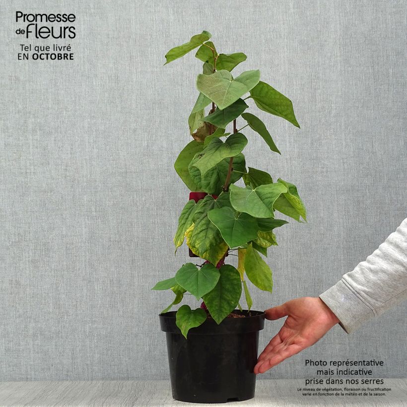 Ejemplar de Cercis chinensis Avondale - Árbol del amor Maceta 4L/5L entregado en otoño
