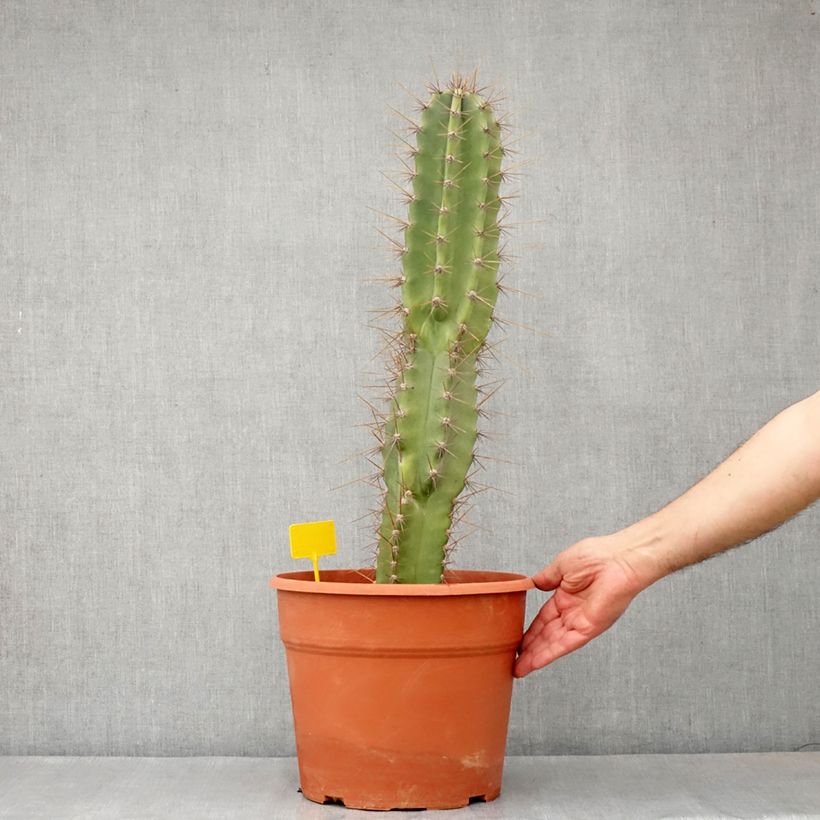 Cereus peruvianus - Cierge du Pérou - Pot de 12L/15L Ejemplar entregado en la primavera