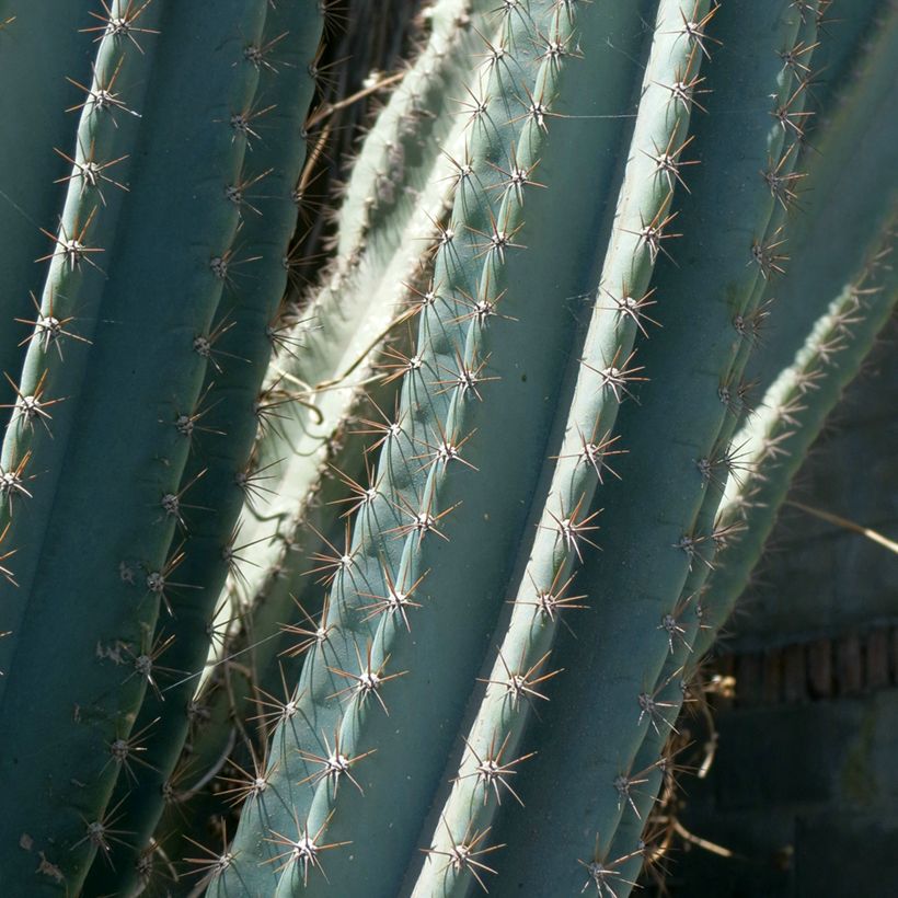 Cereus peruvianus (Follaje)