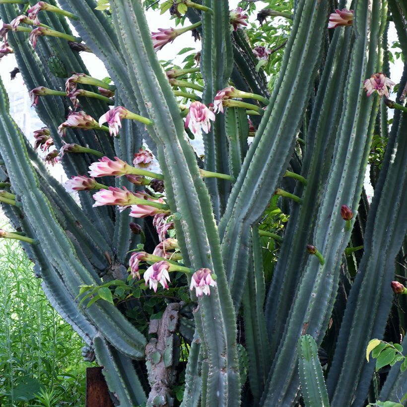 Cereus peruvianus (Floración)