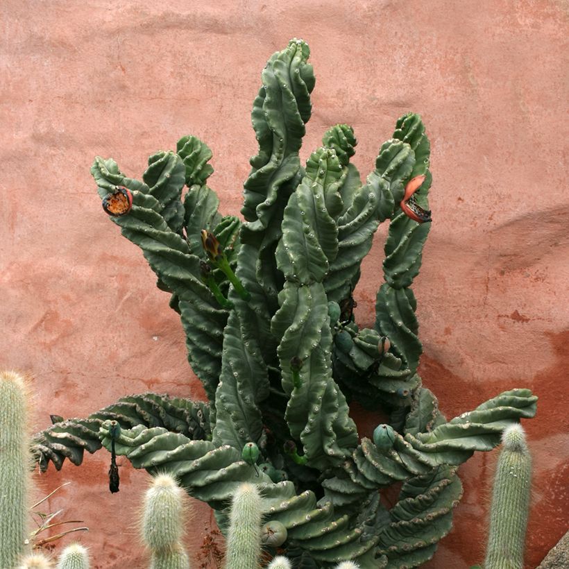 Cereus forbesii Spiralis (Porte)