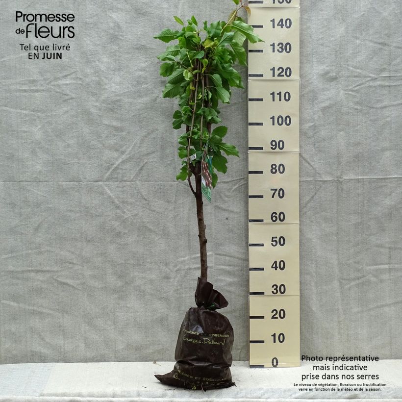 Cerezo Bigarreau Sunburst Cepellón "listo para plantar", CopaAltura de entrega aprox. 90/+cm Ejemplar entregado en la primavera