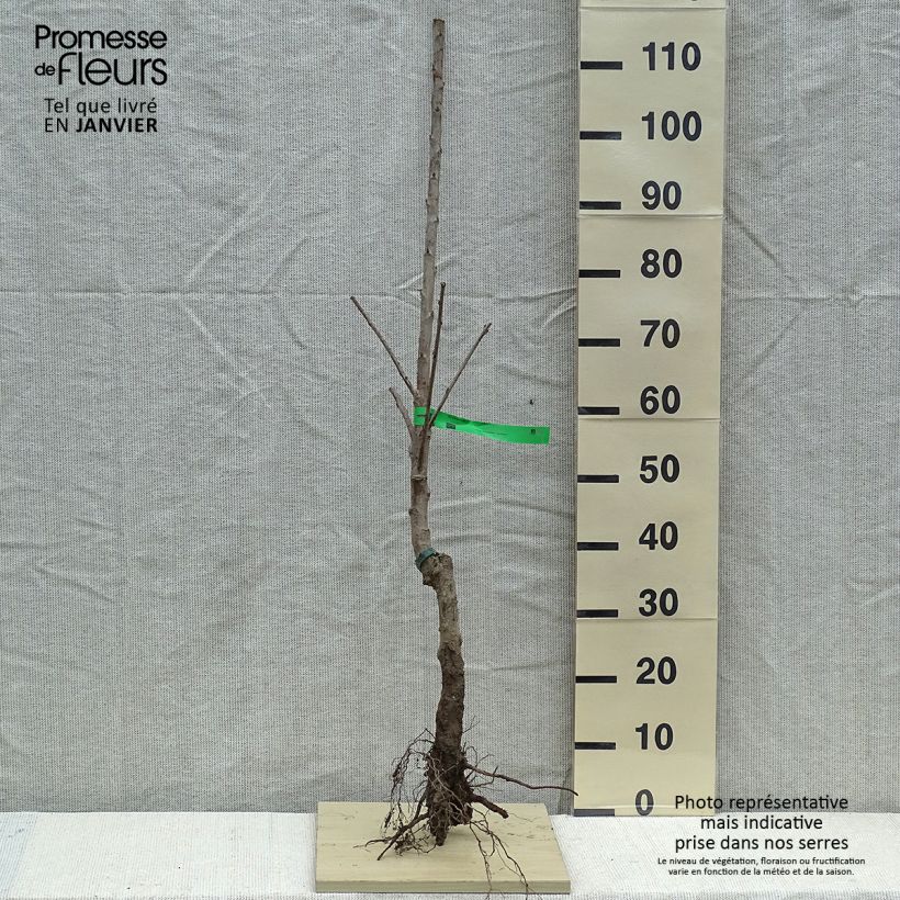 Cerezo Van Bio Raíces desnudas, VástagoAltura de entrega aprox. 90/120cm Ejemplar entregado en invierno