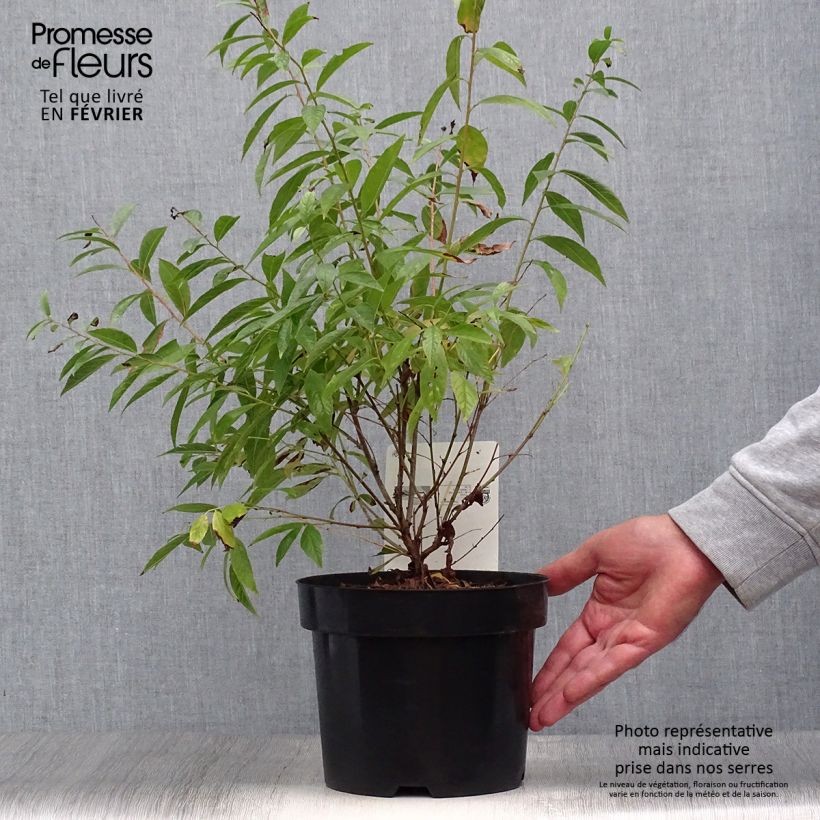 Ejemplar de Prunus glandulosa Alba Plena Maceta 2L/3L entregado en otoño
