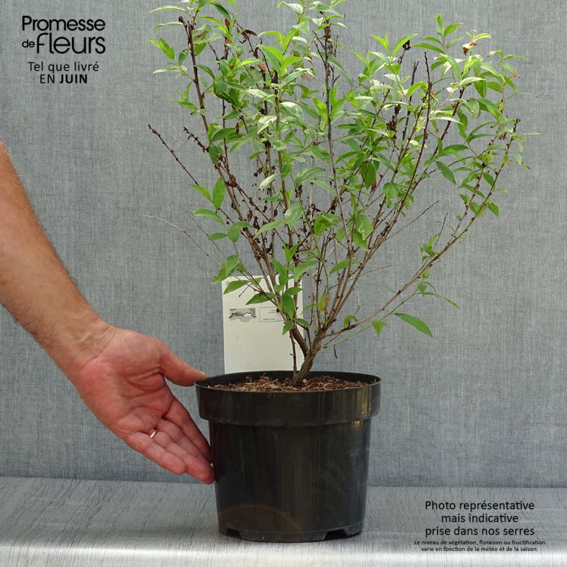 Ejemplar de Prunus glandulosa Alba Plena Maceta 2L/3LAltura de entrega aprox. 30/40cm entregado en verano
