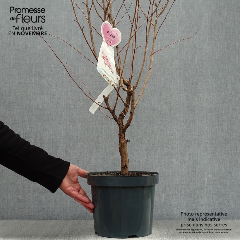 Ejemplar de Prunus nipponica var. kurilensis Ruby Maceta 7,5L/10L entregado en otoño